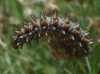 Melitaea didyma Melitaea didyma