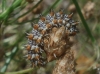 Melitaea didyma Melitaea didyma