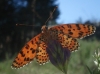 Melitaea didyma Melitaea didyma