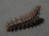 Melitaea didyma Melitaea didyma