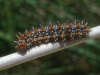 Melitaea didyma Melitaea didyma
