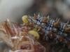 Melitaea didyma Melitaea didyma