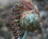 Melitaea didyma Melitaea didyma