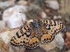 Melitaea didyma Melitaea didyma