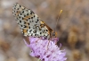 Melitaea didyma Melitaea didyma