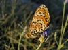Melitaea didyma Melitaea didyma