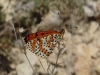 Melitaea didyma Melitaea didyma