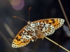 Melitaea didyma Melitaea didyma