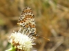 Melitaea didyma Melitaea didyma
