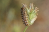Melitaea didyma Melitaea didyma