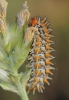 Melitaea didyma Melitaea didyma