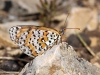 Melitaea didyma Melitaea didyma