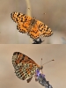 Melitaea didyma Melitaea didyma