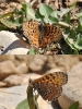 Melitaea didyma Melitaea didyma