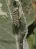 Melitaea trivia Melitaea trivia