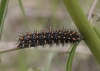 Melitaea cf. deione Melitaea cf. deione