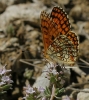 Melitaea deione Melitaea deione