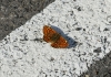 Melitaea deione Melitaea deione