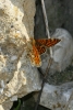Melitaea deione Melitaea deione