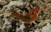Melitaea deione Melitaea deione