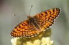 Melitaea deione Melitaea deione
