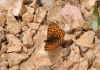 Melitaea deione Melitaea deione