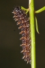 Melitaea deione Melitaea deione