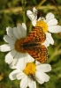 Melitaea deione Melitaea deione