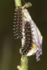 Melitaea deione Melitaea deione