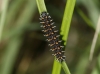 Melitaea deione Melitaea deione