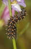 Melitaea deione Melitaea deione