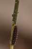 Melitaea deione Melitaea deione