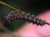 Melitaea deione Melitaea deione