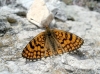 Melitaea deione Melitaea deione