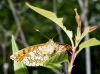 Melitaea deione Melitaea deione