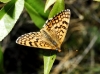 Melitaea deione Melitaea deione