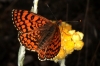 Melitaea deione Melitaea deione