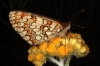 Melitaea deione Melitaea deione