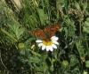 Melitaea deione Melitaea deione