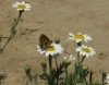 Melitaea deione Melitaea deione