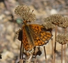 Melitaea deione Melitaea deione