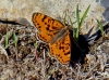 Melitaea didyma Melitaea didyma