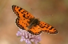 Melitaea didyma Melitaea didyma