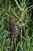 Melitaea didyma Melitaea didyma