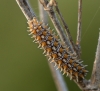 Melitaea didyma Melitaea didyma
