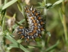 Melitaea didyma Melitaea didyma