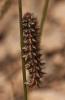Melitaea didyma Melitaea didyma
