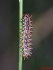Melitaea didyma Melitaea didyma
