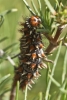 Melitaea didyma Melitaea didyma