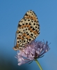 Melitaea didyma Melitaea didyma